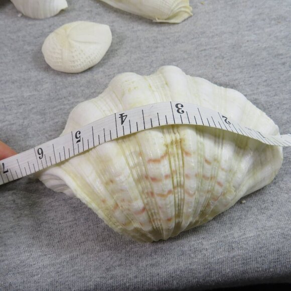 REAL White Sea Shells (8" Abalone Shell and variety of others) 2 pounds + - Picture 12 of 12